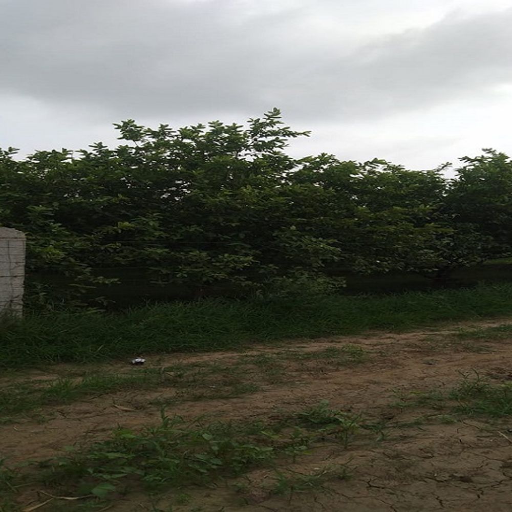 भारी बारिश से अमरूद की फसल पर असर:पूरे देश में सवाई माधोपुर के अमरूदों की पहचान, इस बार पानी भरने से फसल में लगे कीड़े, स्प्रे कर बगीचों को बचाने में जुटे किसान