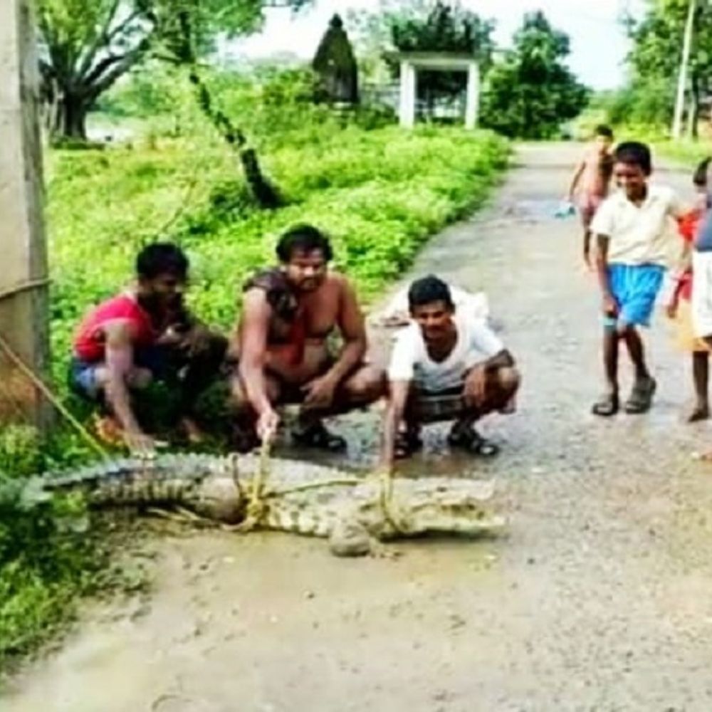 किसान ने पकड़ा 6 फीट का मगरमच्छ:मछली पालन के लिए बने तलाब में मगरमच्छों का डेरा, 6 साल से वन विभाग से लगा रहा था गुहार, सुनवाई ना होने पर पकड़कर वन विभाग को दिया