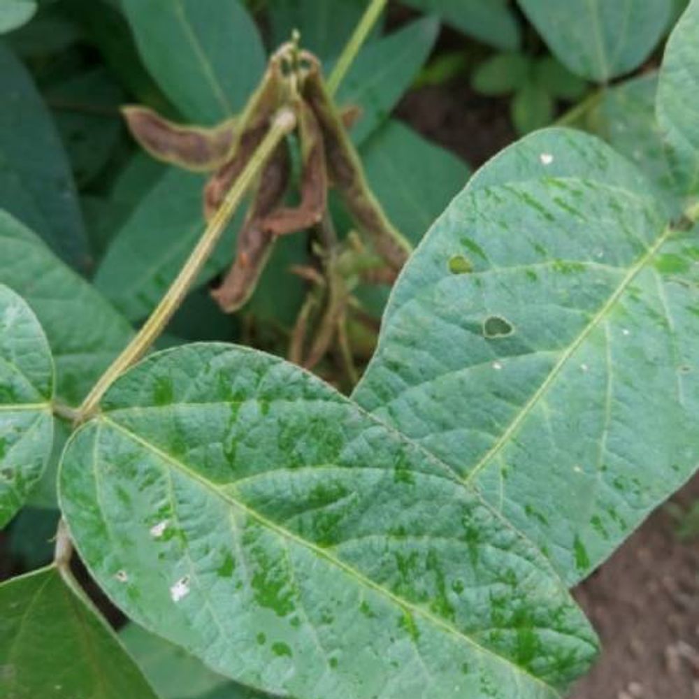 सोयाबीन पर इल्लियों का प्रकोप:सोयाबीन पर प्रदेश के कई जिलों में एक जैसा अटैक, पीला मोजेक और सफेद सुंडी से भी सोयाबीन हो रही खराब, जहां पकने लगी फसल वहां चूहों का डर