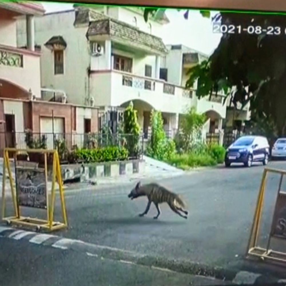 जयपुर में घूम रहे जरख की दहशत खत्म:पॉश कॉलोनी में CCTV फुटेज में सड़क पर भागते हुए आया था नजर, वन विभाग ने तीन दिन बाद ट्रेंकुलाइज कर पकड़ा, आज जंगल में छोड़ा जाएगा