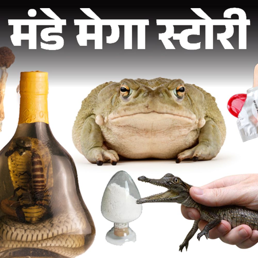 मंडे मेगा स्टोरी- कोबरा से जीभ पर डसवाते हैं:नशे के लिए कंडोम से मेंढक तक; अजीबो-गरीब ड्रग्स के इस्तेमाल की पूरी कहानी