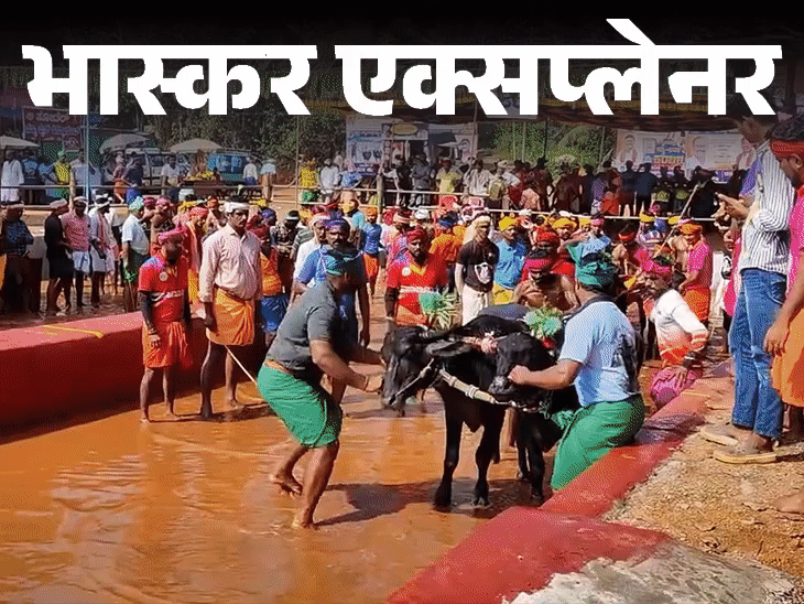 भास्कर एक्सप्लेनर- भैंसों की दौड़, ब्लेड बांधकर मुर्गों की लड़ाई:बेंगलुरु में हुई कंबाला रेस और उसी तरह के अजीबो-गरीब खेलों की कहानी