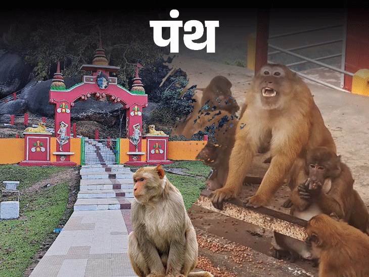 पंथ-1500 साल से बंदर का राज:राजा बंदर के मरने के बाद उसका बेटा ही बनता राजा; सोने की कटोरी में लगता भोग