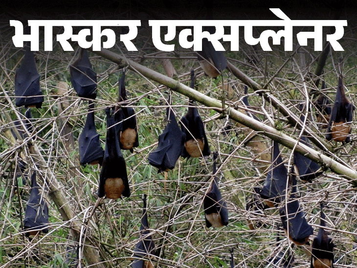 भास्कर एक्सप्लेनर- पेड़ों से टप-टप गिरकर मर रहे चमगादड़:हीटवेव का असर या कोई अनहोनी; गर्मियों में अक्सर ऐसा क्यों होता है