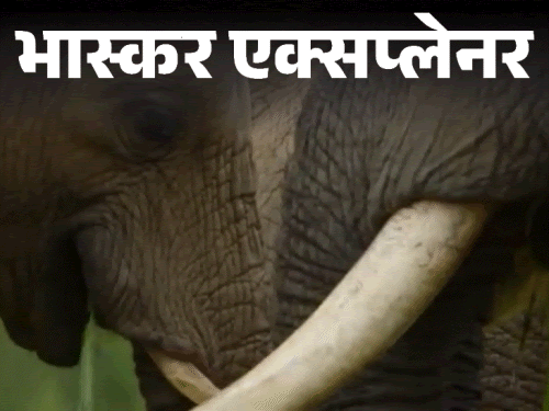 भास्कर एक्सप्लेनर- हाथी अपने साथियों के नाम रखते हैं:मातम मनाकर बच्चों को दफनाते हैं; नई रिसर्च में क्या-क्या पता चला