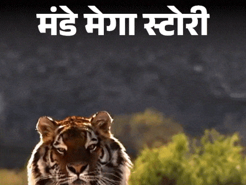 मंडे मेगा स्टोरी-वर्ल्ड टाइगर डे पर बाघों की रोमांचक दुनिया:कानों से बातें करते हैं, मां-बाप से छीनते हैं टेरिटरी; कितना ताकतवर टाइगर