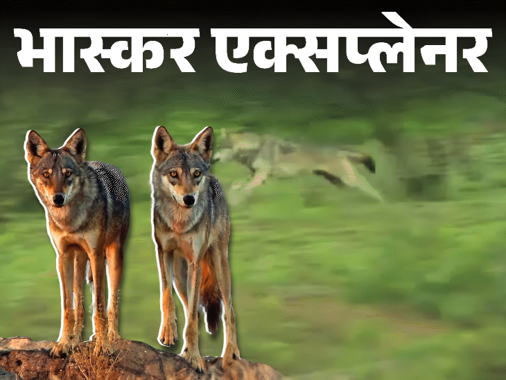 भास्कर एक्सप्लनेर- बहराइच में भेड़िये 'आदमखोर' क्यों हुए:अल्फा भेड़िया के इशारे पर चलता है झुंड; इंसानों से 100 गुना ज्यादा सूंघ सकते हैं