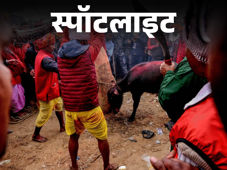 स्पॉटलाइट- 2 दिन में 2.5 लाख जानवरों की बलि:चूहे, सुअर से लेकर कबूतर तक की भेंट चढ़ाते हैं, आखिर क्या है गढ़ीमाई त्योहार