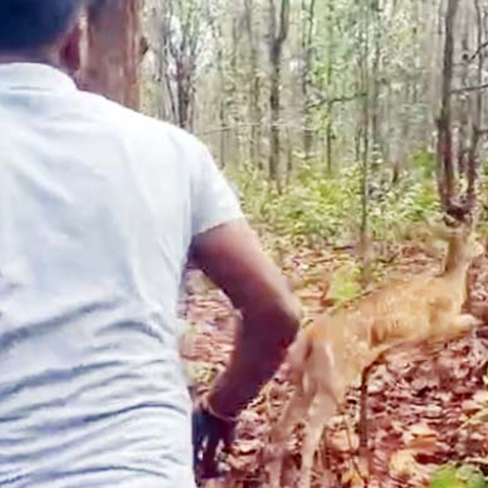 रायगढ़ में जंगल से भटका चीतल:ग्रामीण के घर में घुसा, वन अमला ने किया रेक्स्यू, सुरक्षित जंगल में छोड़ा