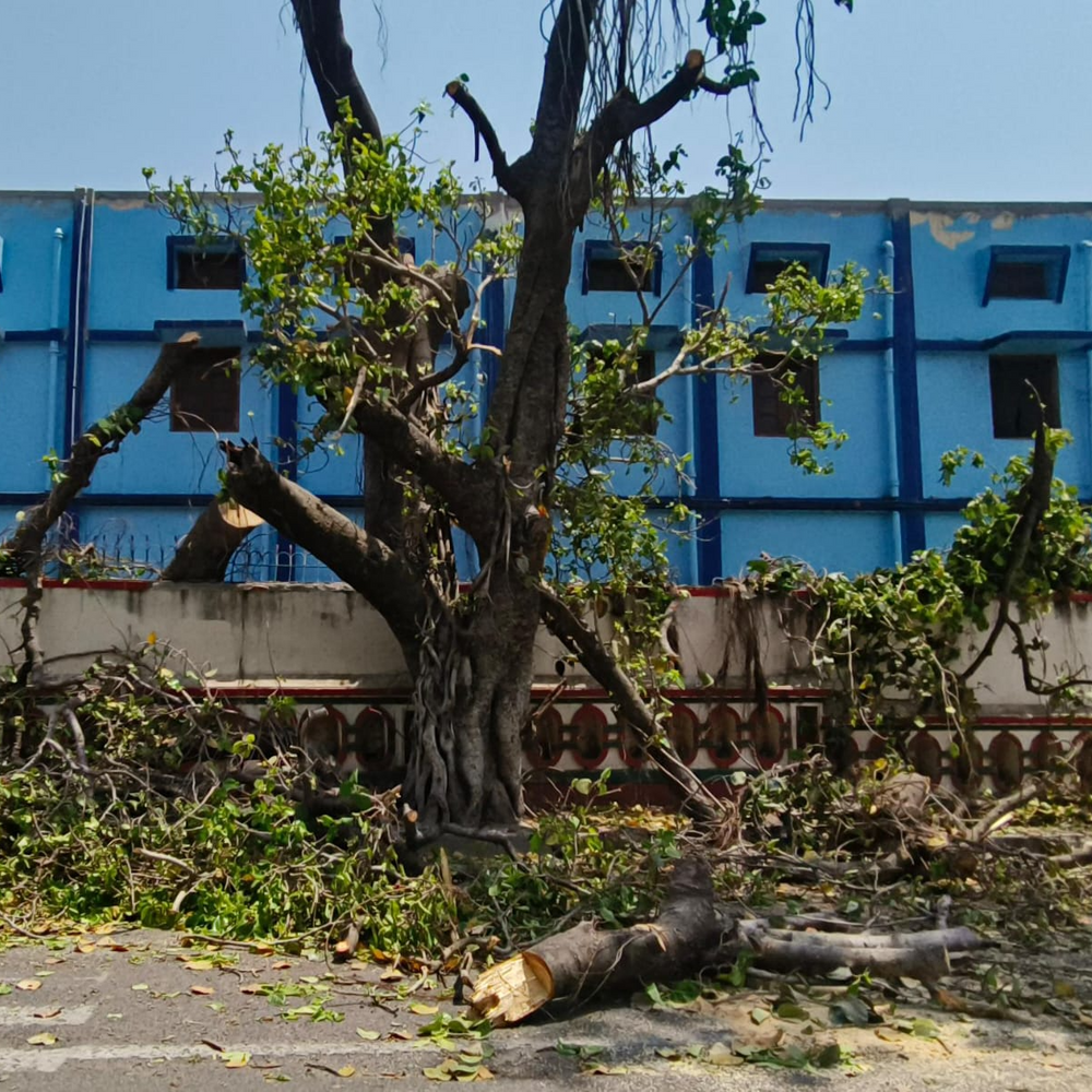 पेड़ काटने पर न जुर्माना लगा, न हुई FIR:निगम ने कोर्ट में लगाया वाद; महापौर ने कही थी एक लाख जुर्माना लगाने की बात
