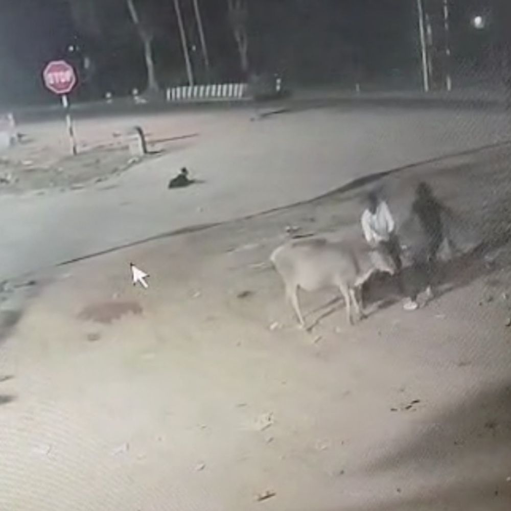 गाय चोरी, सीसीटीवी में घटना कैद