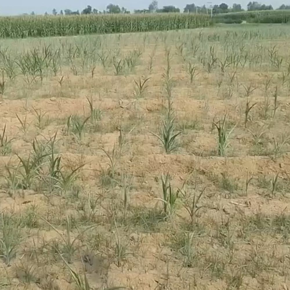 कानपुर में किसानों को मिल रही 4 घंटे बिजली:मक्का की फसल सूख रही, डीजल से सिंचाई कर रहे किसान; ग्राम प्रधान बोले- चुनाव में मांगेंगे जवाब