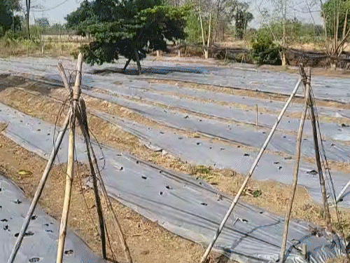 छत्तीसगढ़ में 43 डिग्री ट्रेम्परेचर पर सेब की खेती संभव:पहली बार तैयार की नर्सरी, 1 साल में आए रसदार फल; किसानों में जगी उम्मीद