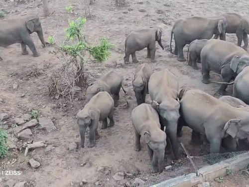 पानी पीने के लिए भिड़े बेबी ऐलीफेंट, VIDEO:गोमर्डा अभ्यारण्य में प्यास बुझाने पहुंचा हाथियों का झूंड; पहले पीने के लिए दूसरे को धकेला