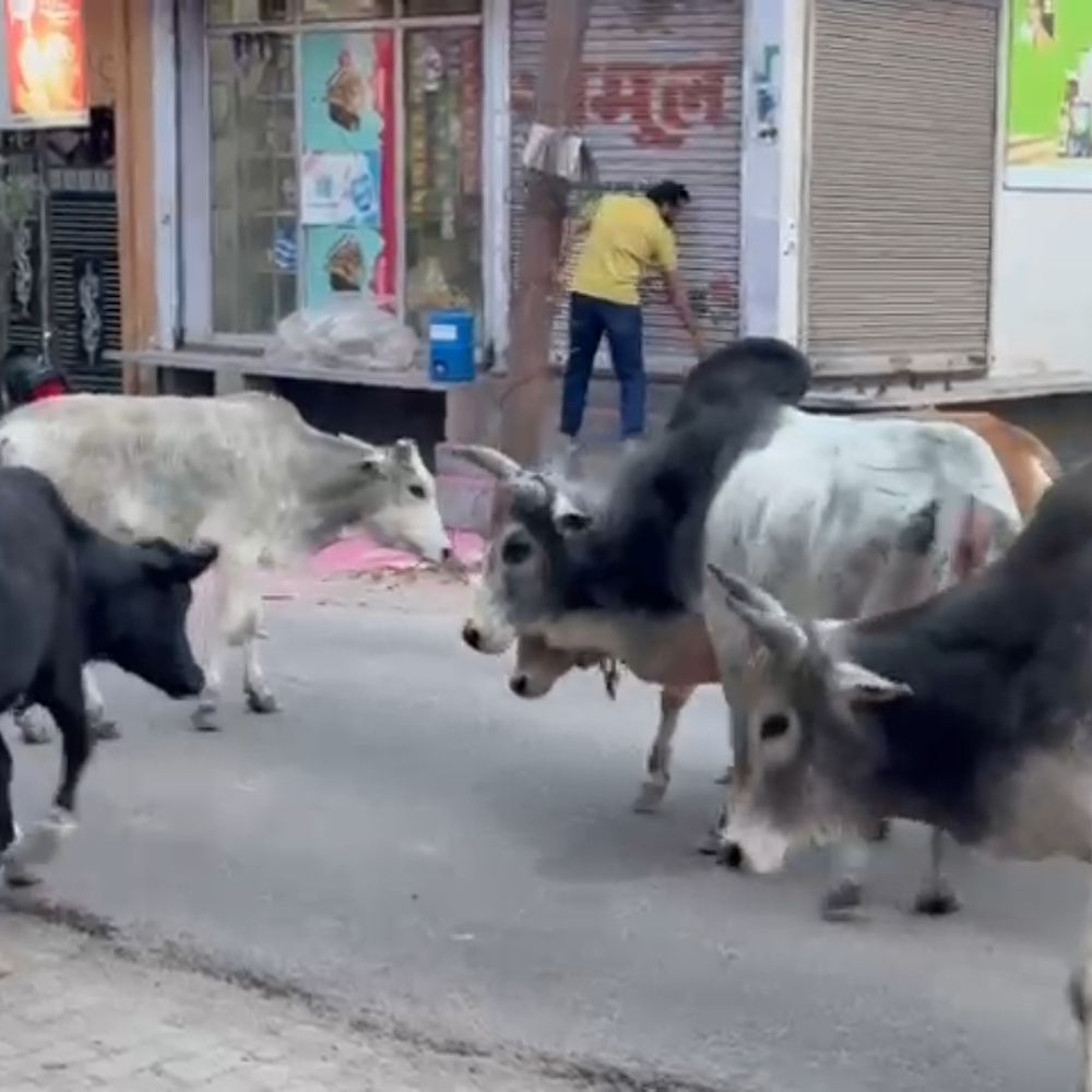 हरदोई के आवास विकास कॉलोनी में सांडों का आतंक:वाहनों को नुकसान और राहगीरों पर हमला, स्थानीय लोगों ने प्रशासन से मांगी मदद