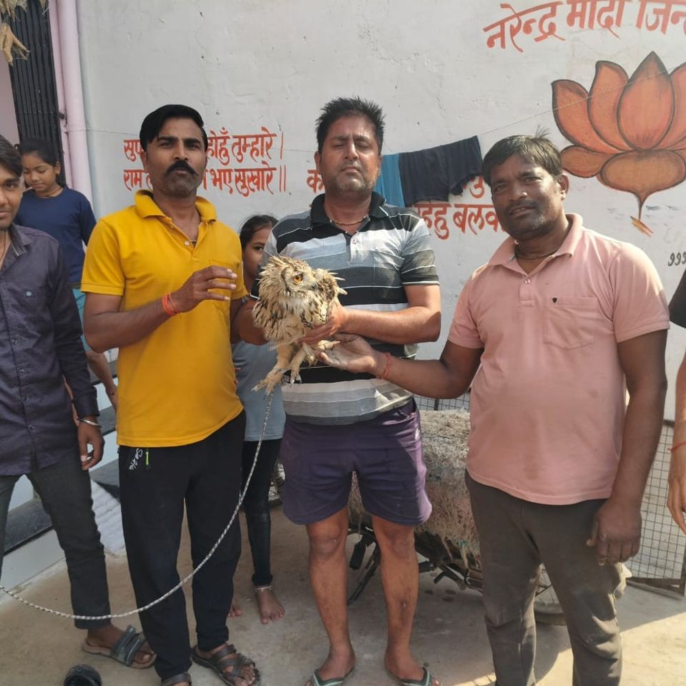 टीकमगढ़ में मोबाइल टावर में फंसा उल्लू:वन विभाग ने नहीं की मदद, ग्रामीणों ने बचाया, पशु चिकित्सक से कराया इलाज