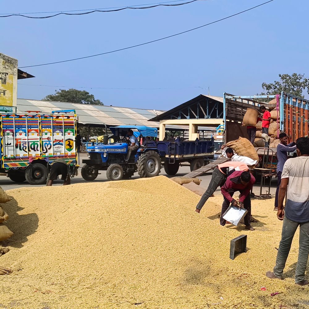 ​​​​​​​समर्थन मूल्य पर गेहूं खरीदी अंतिम चरण में:धार में किसान संघ की मांग; 30 मई तक बढ़ाई जाए खरीदी