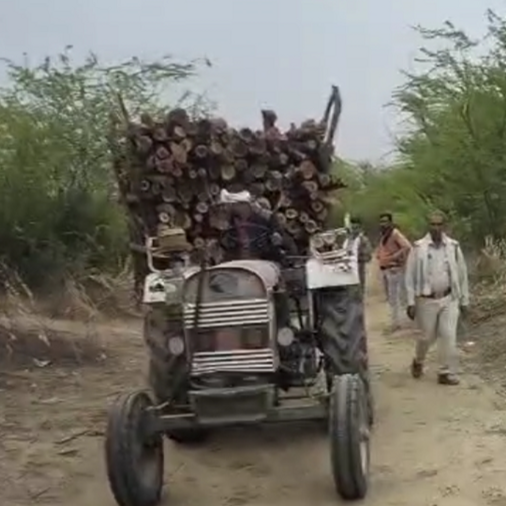 ट्रॉली में रखी 35 क्विंटल अवैध लकड़ी पकड़ी, जब्त:भिंड में एक गिरफ्तार; वन विभाग ने बढ़ाई तस्करों पर निगरानी