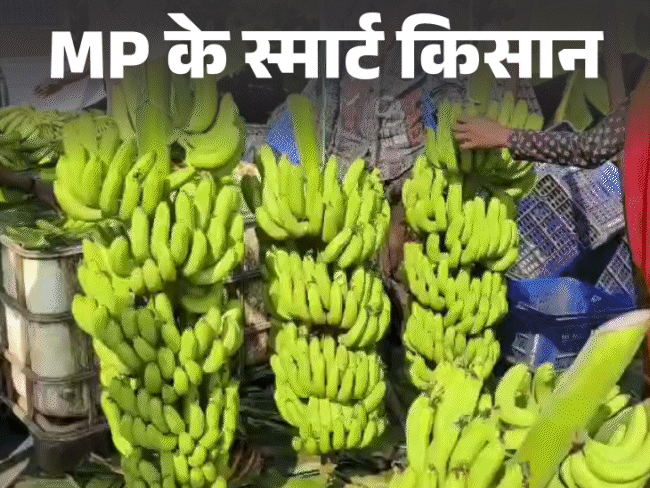 बड़वानी के केले की मांग इराक-ईरान तक:इंजीनियरिंग के बाद कर रहा आधुनिक खेती, सालाना कमाई 16 लाख रुपए