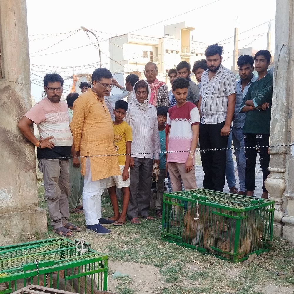 दिबियापुर में बंदरों का आतंक खत्म:मथुरा से आए शिकारियों ने दो दिन में 200 बंदर पकड़े, लोगों को मिली राहत