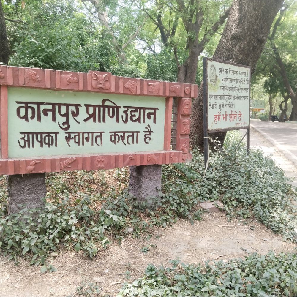 कानपुर चिड़ियाघर में इलाज के लाया गया पटौदी:गोरखपुर से लाया गया बब्बर शेर, 3 डॉक्टरों समेत 15 लोगों की टीम लगाई गई