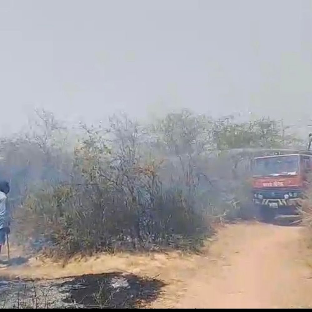 ग्रामीण बोले- आग से 50 बीघा जंगल जला:अकोला में दो घंटे में पाया जा सका काबू; हरियाली, वनस्पति और छोटे जीव-जंतु को नुकसान