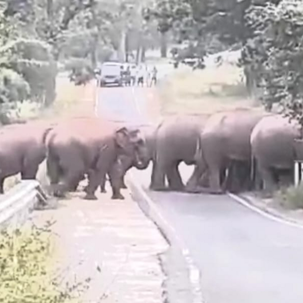 हाथियों के मूवमेंट से MP के पांच जिले अलर्ट पर:उड़ीसा से चला झुंड बांधवगढ़ जंगल में दिखा, जबलपुर सीमा पर तैनात हुई टीमें