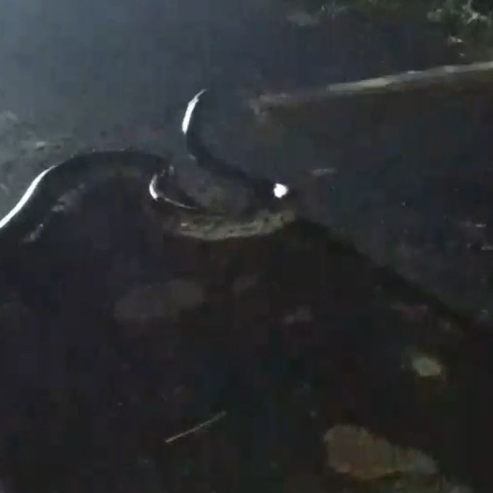 बकरी को निगलने आए अजगर को लड़कों ने दबोचा:VIRAL VIDEO: 12 फीट लंबा और 50 किलो था वजन, बहराइच में युवाओं ने दिखाई जांबाजी