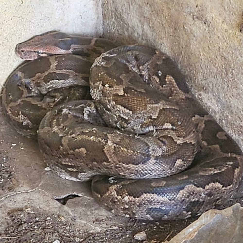 झांसी ग्रासलैंड में निकला अफ्रीकन अजगर:नेवले के पीछे गैराज तक पहुंचा, भगाने की कोशिश में वैज्ञानिक पर हमलावर हुआ