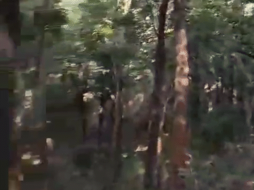 27 नक्सलियों के एनकाउंटर का LIVE VIDEO:इंजीनियर से नक्सली बना बसवाराजू, ताड़मेटला में 76 जवानों का हत्यारा, झीरम हमला-विधायक की हत्या में भी नाम