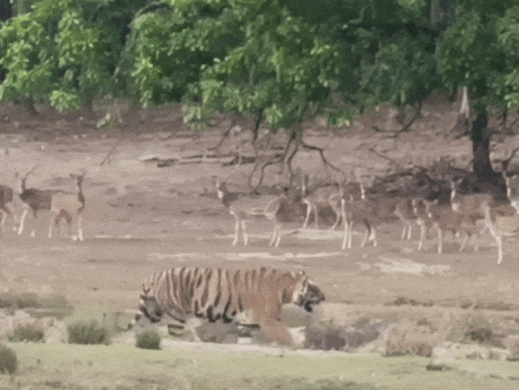 चीतलों के झुंड के पास से गुजरा टी-125 बाघ:मंडला के KTR में दिखा टाइगर का रॉयल अंदाज; वीडियो आया सामने