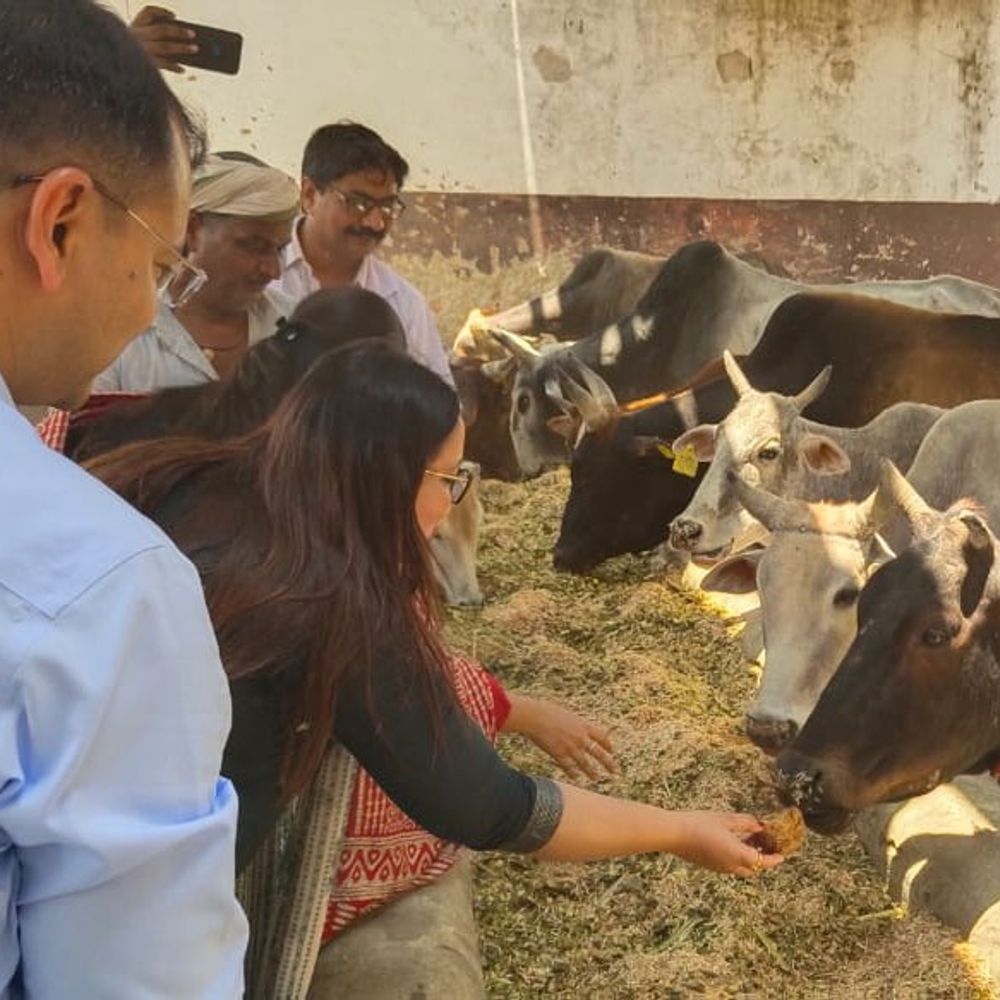 गोंडा पहुंचे नोडल अधिकारी:गौवंशों को खिलाया गुड़ और हरा चारा, बंद बायोगैस प्लांट होगा शुरू