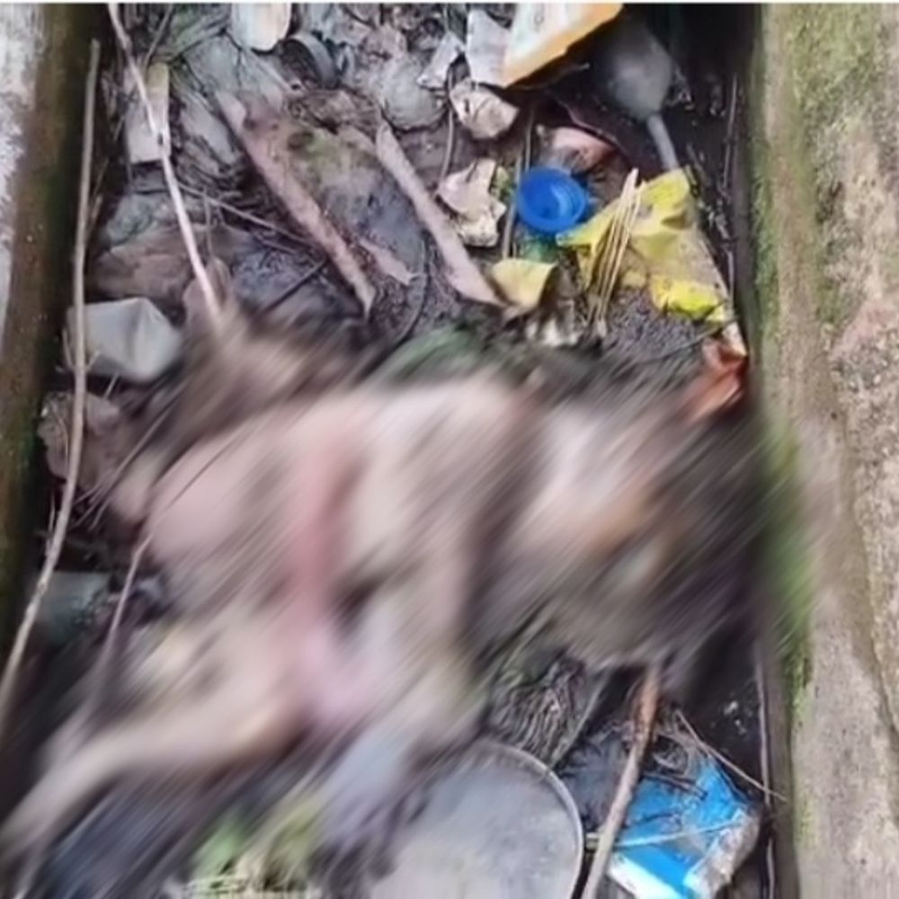 कांकेर में अस्पताल के पीछे मिला 6-7 माह का भ्रूण:कई घंटे से पड़ा था झाड़ियों में, लगे थे कीड़े, पुलिस ने शुरू की जांच