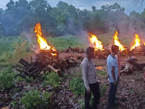 बसवाराजू समेत 8 नक्सलियों के शवों का अंतिम संस्कार:पुलिस बोली-बॉडी सड़ रही थी, कोई कानूनी दावा नहीं आया, ताड़मेटला से लूटे हथियार भी बरामद