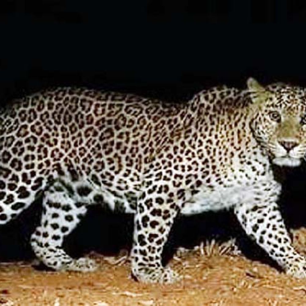 विदिशा के जंगल से सटे गांवों में तेंदुए का मूवमेंट:एक हफ्ते में 4 बछड़े-2 बकरियों का शिकार; वन विभाग ने ग्रामीणों को किया अलर्ट