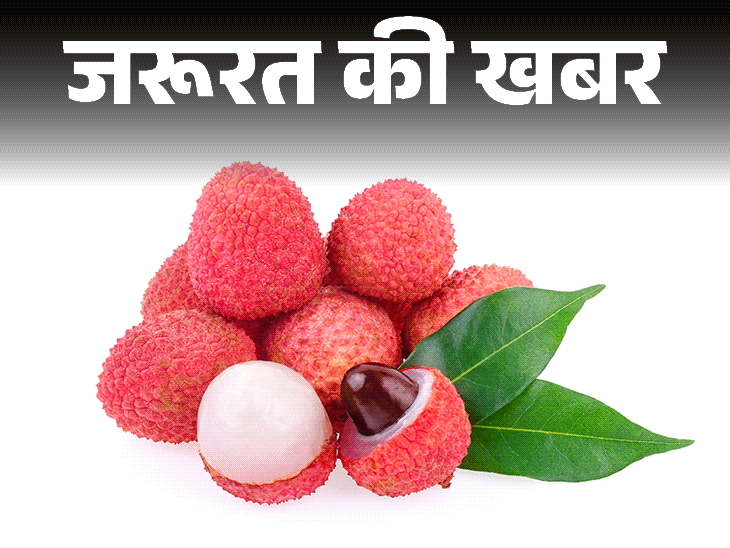 जरूरत की खबर- लीची स्वाद के साथ सेहत का खजाना:पोटेशियम और विटामिन C से भरपूर, डाइटीशियन से जानें किन्हें नहीं खाना चाहिए