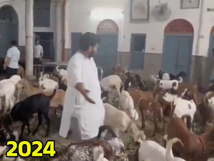 कहां हैं पिछले साल बकरीद पर बचाए गए 124 बकरे:यूपी में चला रहे बकराशाला, संस्था के अध्यक्ष बोले- मुस्लिम बनकर नहीं खरीदे थे