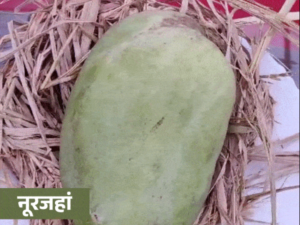 नेचुरल तरीके से पके हुए आम मिलेंगे:आज से आम महोत्सव 8.0 की शुरुआत, शुगरफ्री पसंद करने वालों के लिए भी खास आम