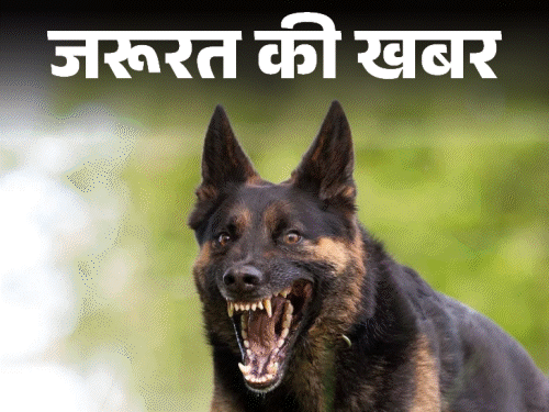 जरूरत की खबर- कुत्तों के हमले से बच्ची की मौत:हर 5 डॉग बाइट विक्टिम में 1 बच्चा, समझें आवारा कुत्तों का बिहेवियर, खतरे के संकेत
