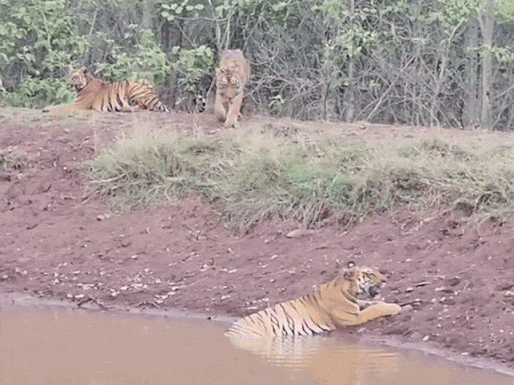 गर्मी से बचने तालाब किनारे पहुंची टाइगर फैमिली:एसटीआर में चार शावकों के साथ दिखी बाघिन, पर्यटकों ने कैमरे में किया कैद