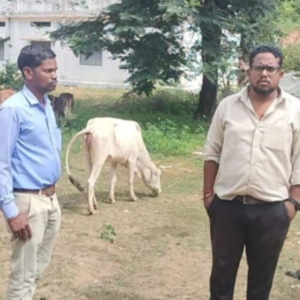 कोंडागांव में गौ तस्करी का नया रूट:जंगल के रास्ते ओडिशा बॉर्डर तक पहुंचाई जा रही; ग्रामीण से झूठ बोलकर खरीद रहे