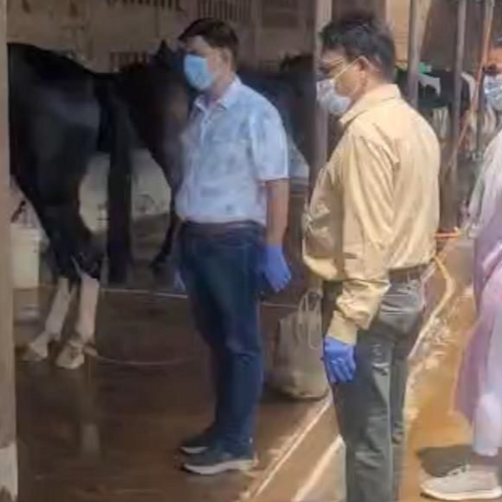 अब एक घोड़े की रिपोर्ट आई ग्लैंडर पॉजिटिव:हैदराबाद से जबलपुर लाए गए 57 घोड़े, अब तक 10 की मौत; फिर अलर्ट जारी