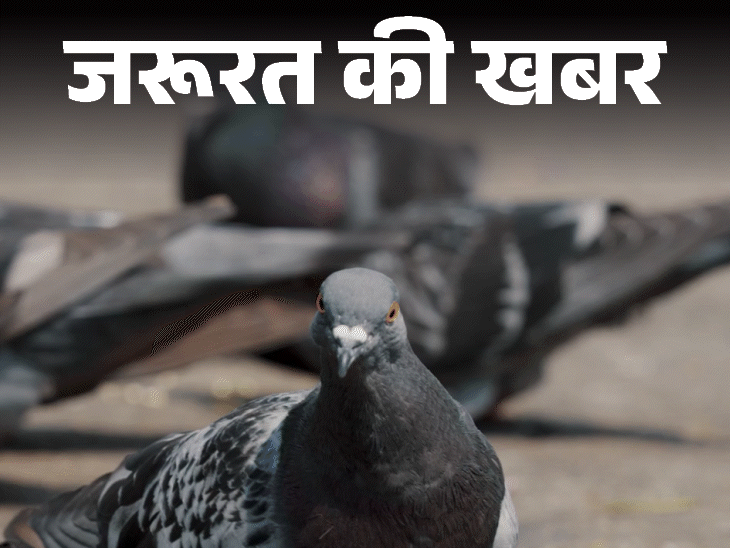 जरूरत की खबर- कबूतरों की बीट जानलेवा:सांस की बीमारी से लेकर लंग ट्रांसप्लांट तक का खतरा, एक्सपर्ट से जानें बचाव के 6 तरीके
