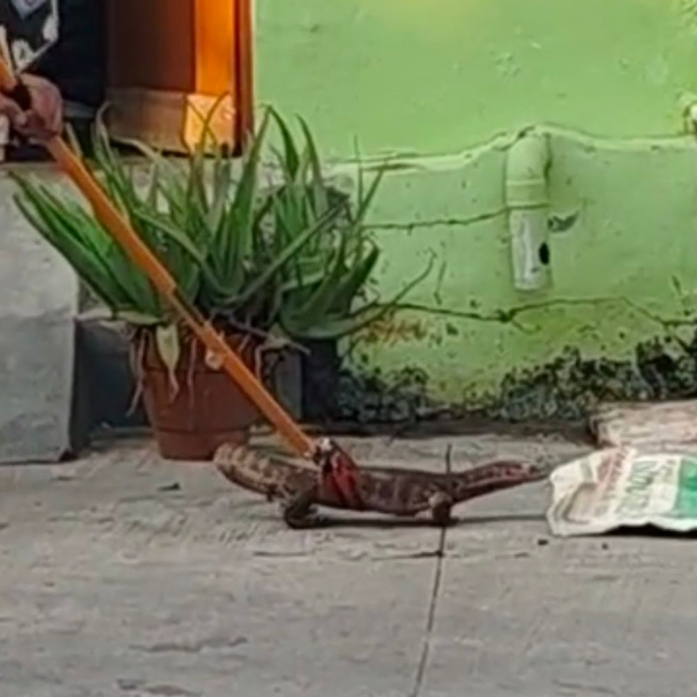बिजनौर में दुर्लभ मॉनिटर लिजर्ड दिखा:साकेत कॉलोनी में घुसा जानवर, वन विभाग ने किया रेस्क्यू
