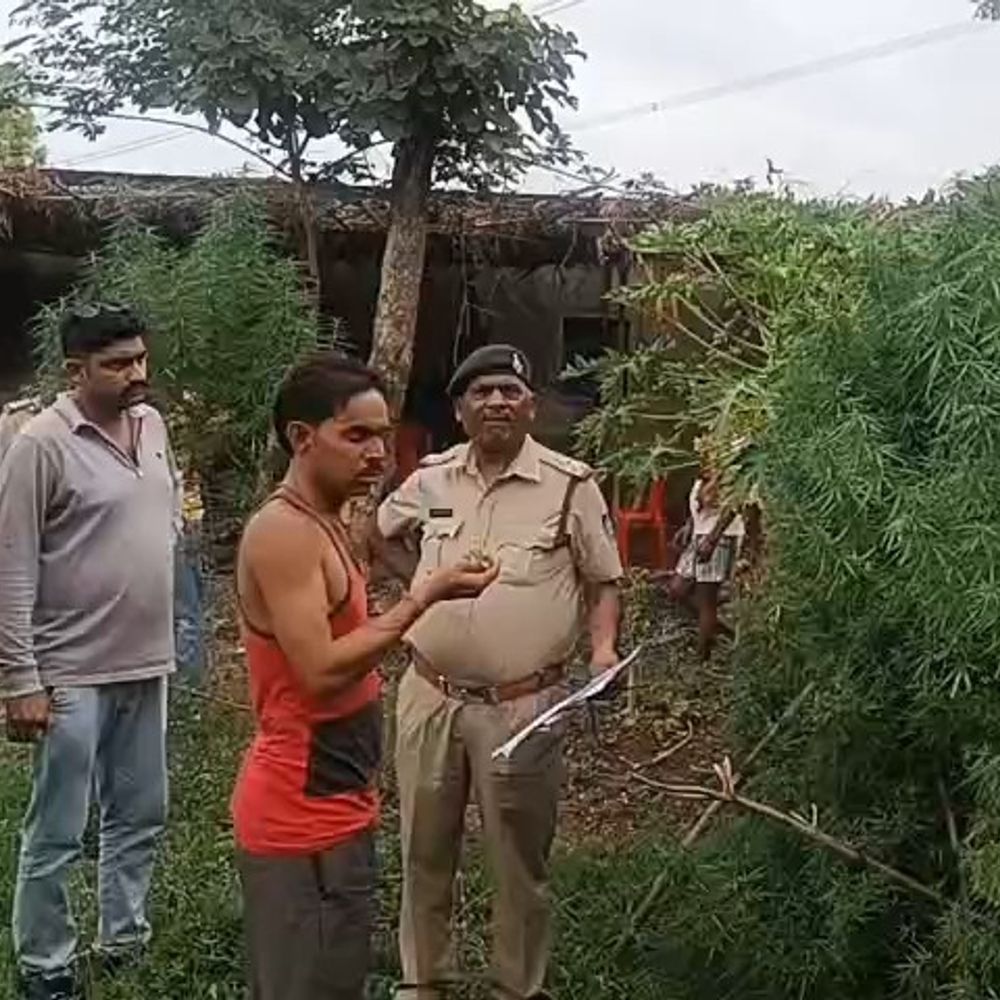 शिवपुरी में किसान के खेत से 13 किलो गांजा जब्त:मकान के पीछे कर रहा था गांजे की खेती, फरार होने के पहले आरोपी को पकड़ा