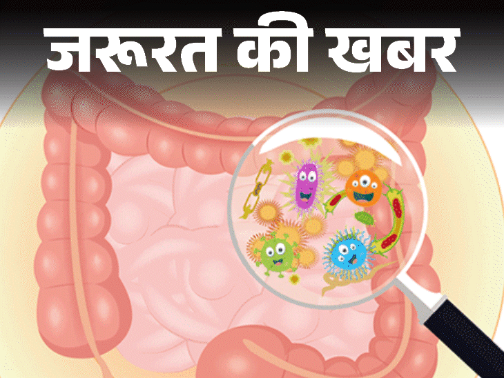 जरूरत की खबर- हमारे पेट के अंदर हैं अरबों बैक्टीरिया:खाना ऐसा खाएं कि ये बैक्टीरिया खुश रहें, ये हैं 8 बेस्ट प्रोबायोटिक फूड
