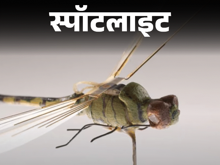 स्पॉटलाइट- चीन ने बनाया 1.5 सेमी का मच्छर ड्रोन:जंग में मार गिराना तो दूर दिखेगा नहीं, बंकर हो या गुफा कहीं भी घुस जाएगा