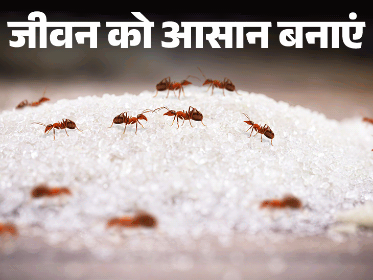 जीवन को आसान बनाएं- चींटियों से हैं परेशान:कैसे पाएं छुटकारा, इन 6 कारणों से आती हैं चींटियां, उन्हें भगाने के 11 घरेलू टिप्स