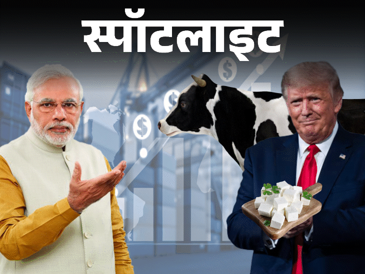स्पॉटलाइट-मांसाहारी गाय के दूध से बने प्रोडक्ट नहीं खरीदेगा भारत:ट्रम्प बना रहे हैं दबाव, क्या हैं शर्तें, देखें वीडियो