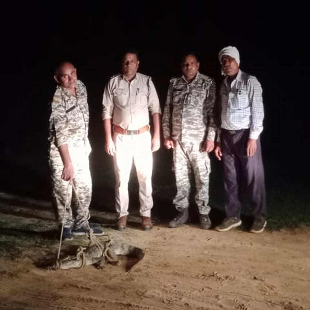 भिंड के गांव में पहुंचा मगरमच्छ:5 किमी दूर से रेंगते हुए आया, फॉरेस्ट की टीम ने रेस्क्यू कर चंबल नदी में छोड़ा